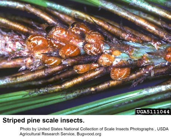 Striped pine scale insects 